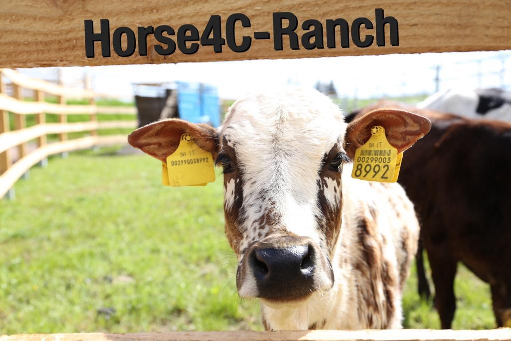 4C Horse Ranch Hotel Hainichen Zewnętrze zdjęcie